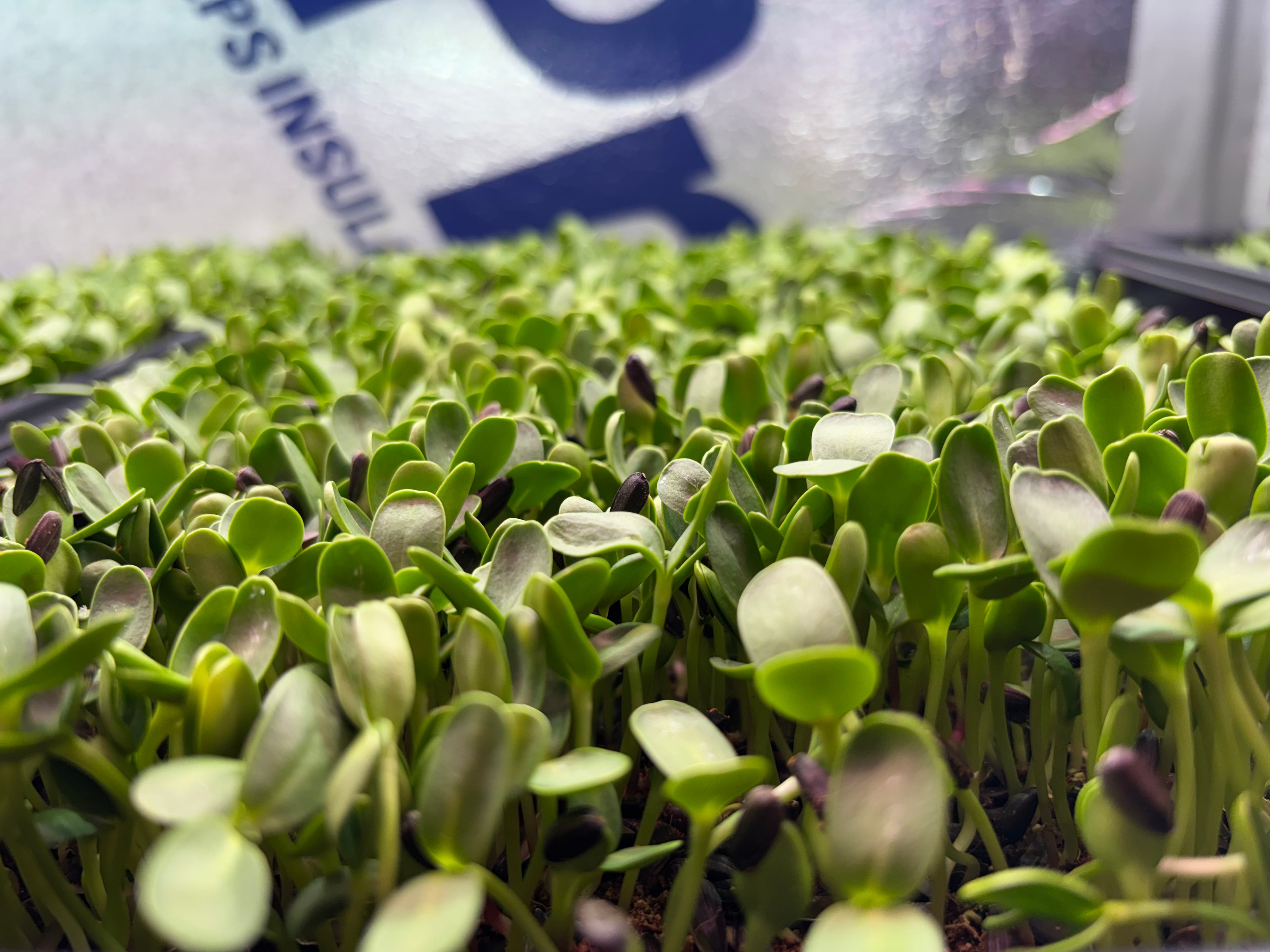 Sunflower Shoots