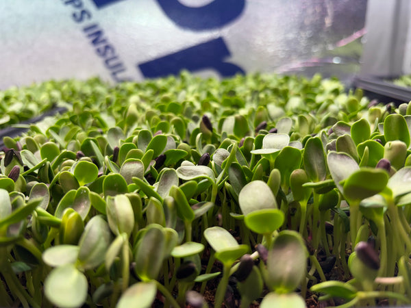 Sunflower Shoots