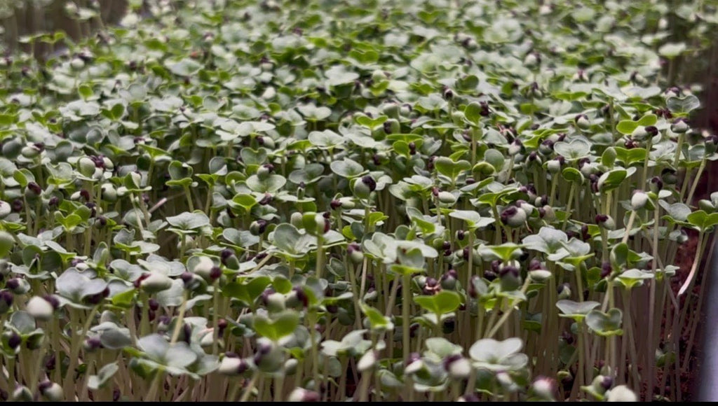 Broccoli Microgreens