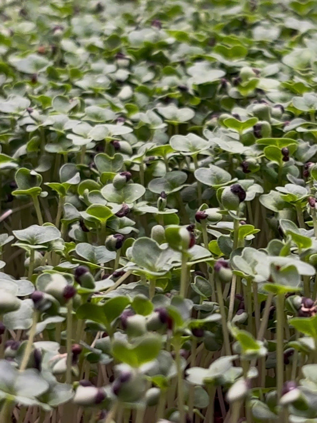 Broccoli Microgreens
