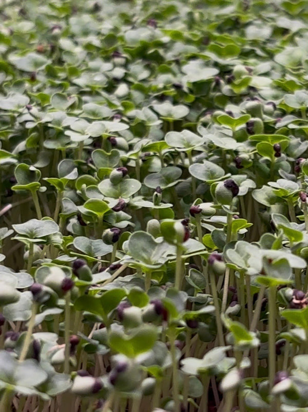 Broccoli Microgreens