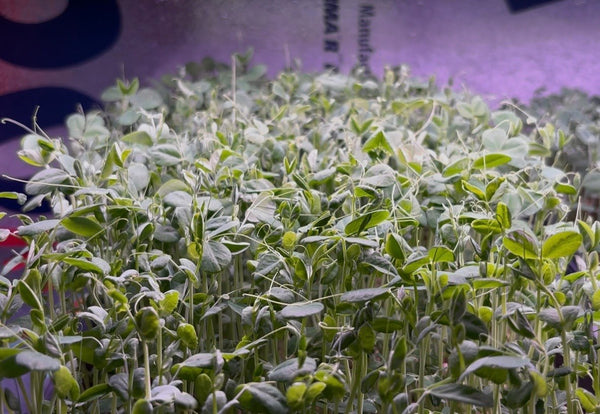 Pea Shoots