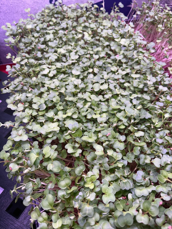 Radish Microgreens